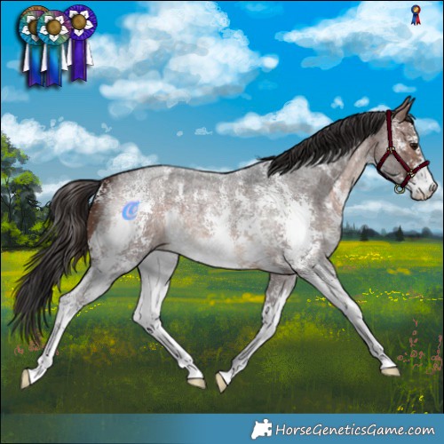Horse Color:Brown Roan Sabino 