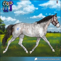 Horse Color:Brown Roan Sabino