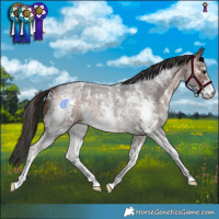 Horse Color:Brown Roan Sabino