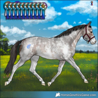 Horse Color:Brown Roan Sabino 