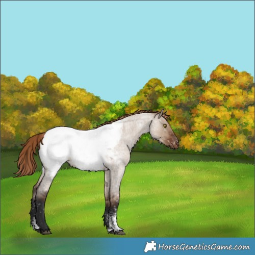 Horse Color:Liver Red Dun Roan Sabino Appaloosa Rabicano 