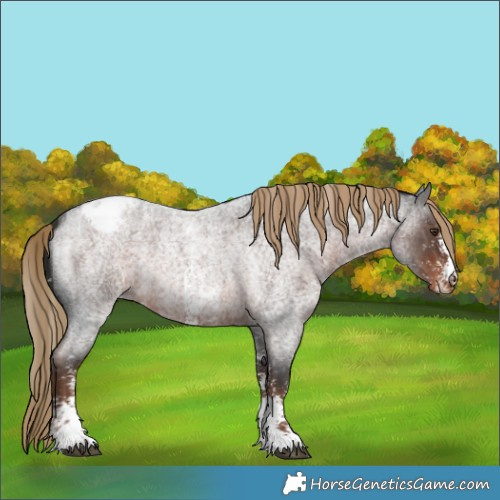 Horse Color:Liver Red Roan Sabino Appaloosa Rabicano