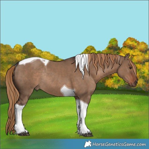 Horse Color:Liver Red Dun Tobiano Rabicano 
