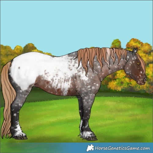 Horse Color:Liver Red Roan Sabino Appaloosa Rabicano