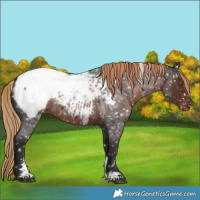 Horse Color:Liver Red Roan Sabino Near Fewspot Rabicano 