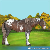 Horse Color:Liver Chestnut Sabino Tobiano Blanket Rabicano 