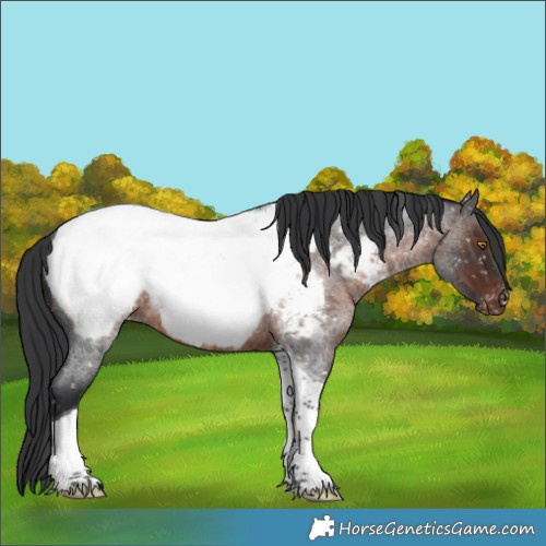 Horse Color:Brown Roan Tobiano Appaloosa Rabicano 