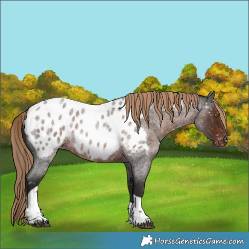 Horse Color:Liver Red Roan Tobiano Appaloosa Rabicano