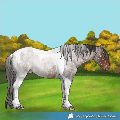 Horse Color:Liver Red Roan Tobiano Appaloosa Rabicano 