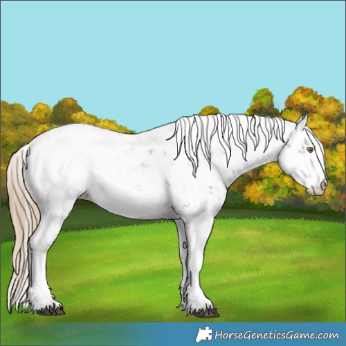 Horse Color:Liver Chestnut Sabino Appaloosa 