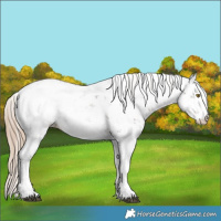 Horse Color:Liver Chestnut Sabino Blanket 