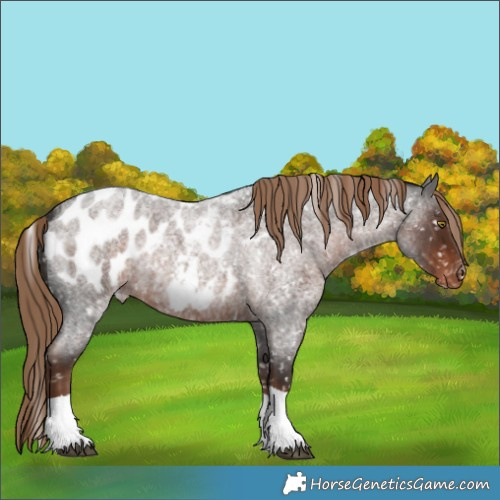 Horse Color:Liver Red Roan Tobiano Appaloosa Rabicano 