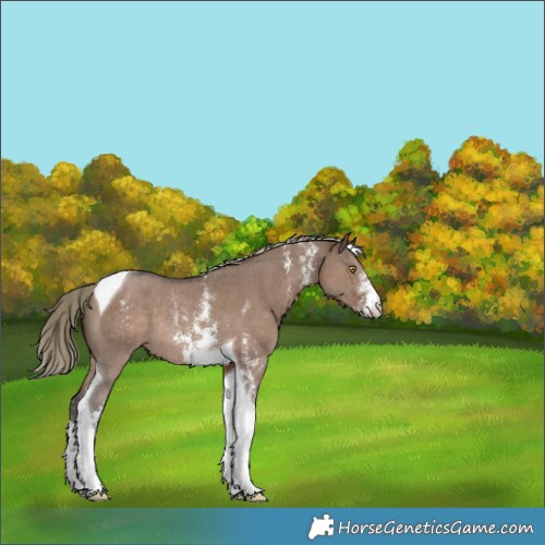 Horse Color:Liver Red Dun Sabino Tobiano Rabicano 