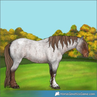 Horse Color:Liver Red Roan Sabino Blanket Rabicano 