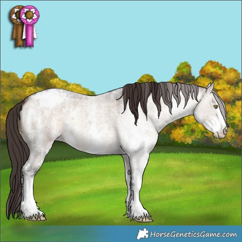 Horse Color:Brown Roan Dun Sabino Appaloosa 
