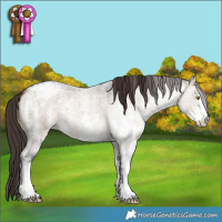 Horse Color:Brown Roan Dun Sabino Appaloosa 