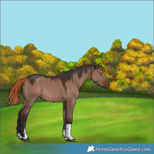Horse Color:Liver Red Dun Sabino Tobiano Rabicano 