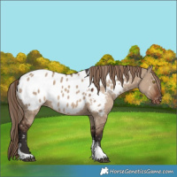 Horse Color:Liver Red Dun Sabino Tobiano Appaloosa Rabicano