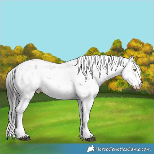 Horse Color:Brown Dun Sabino Appaloosa 