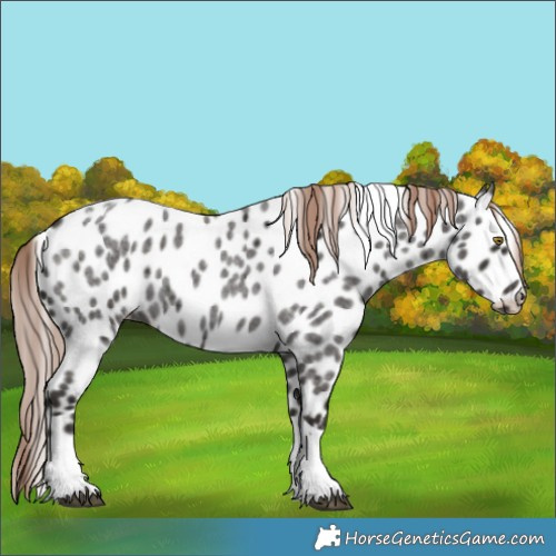 Horse Color:Liver Red Roan Tobiano Appaloosa 