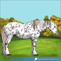 Horse Color:Liver Red Roan Tobiano Leopard 
