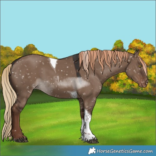 Horse Color:Liver Red Dun Sabino Tobiano Snowflake Varnish Rabicano 