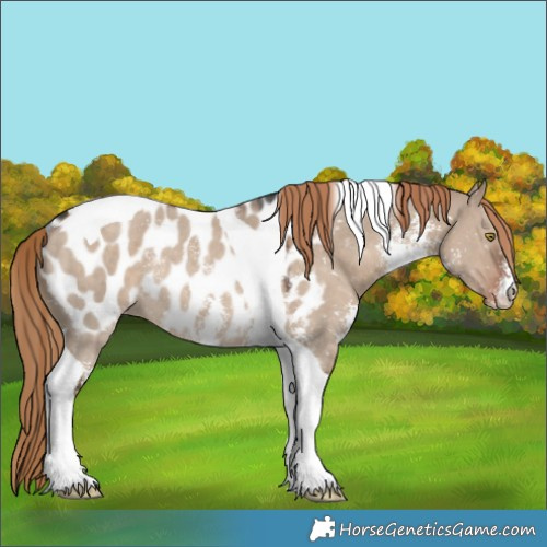 Horse Color:Liver Red Dun Sabino Tobiano Appaloosa Rabicano 