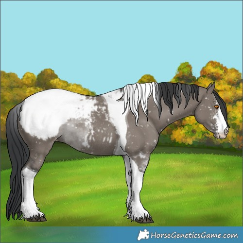 Horse Color:Grullo Sabino Tobiano Appaloosa Rabicano