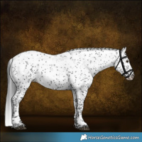 Horse Color:Black Sabino Appaloosa 