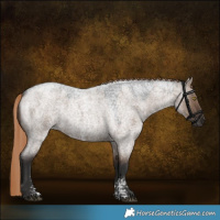 Horse Color:Liver Red Dun Roan Sabino Rabicano