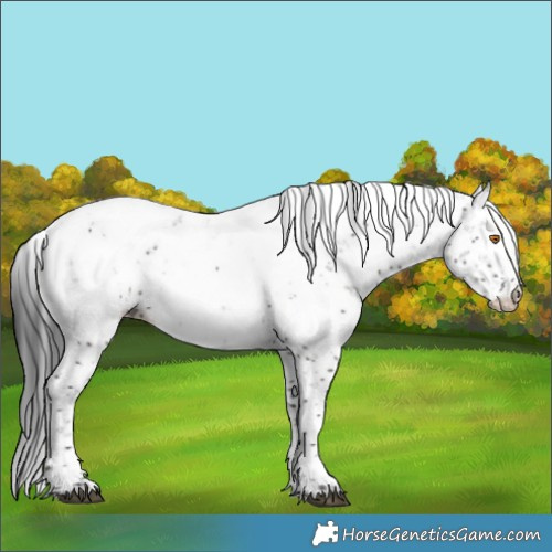 Horse Color:Grullo Sabino Appaloosa Rabicano 