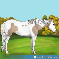 Horse Color:Silver Brown Dun Splash Tobiano 