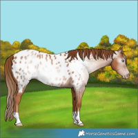 Horse Color:Gray Gold Champagne Appaloosa 