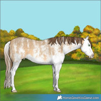 Horse Color:White Spotted Sable Cream Champagne Splash Varnish 