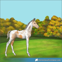 Horse Color:Palomino Tobiano 
