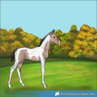 Horse Color:Brown Dun Tobiano 