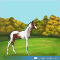 Horse Color:Brown Tobiano 
