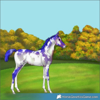 Horse Color:Watercolor White Spotted Brown Onyx 