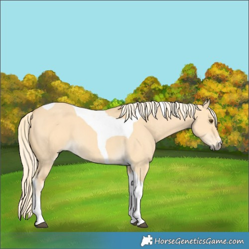 Horse Color:Palomino Dun Tobiano 