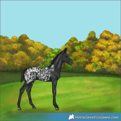 Horse Color:Black  and Black Appaloosa 