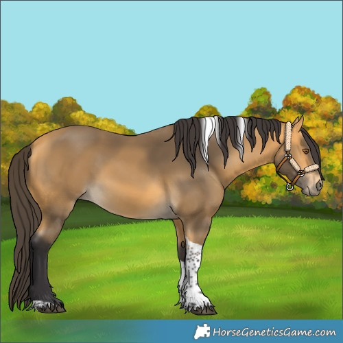 Horse Color:Buckskin Tobiano 