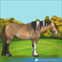 Horse Color:Buckskin Tobiano 
