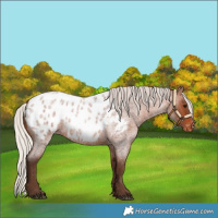 Horse Color:Silver Brown Roan Appaloosa 