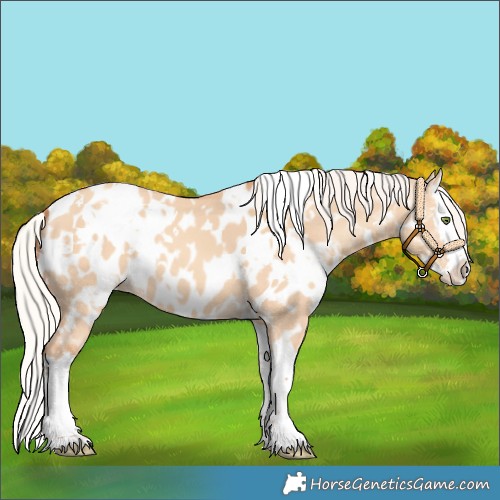 Horse Color:White Spotted Silver Amber Champagne Dun Splash Appaloosa 