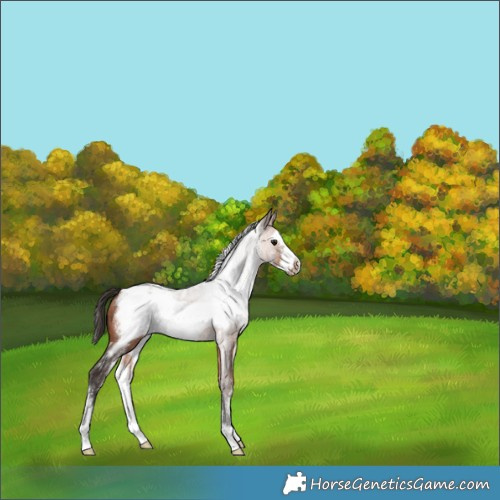 Horse Color:Bay Sabino Frame Rabicano 