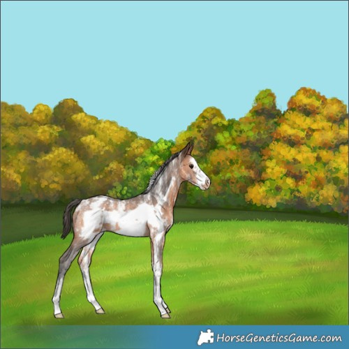 Horse Color:Powder White Bay Sabino Frame Blanket Rabicano 