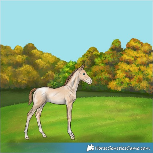 Horse Color:Powder White Buckskin Pearl Rabicano 