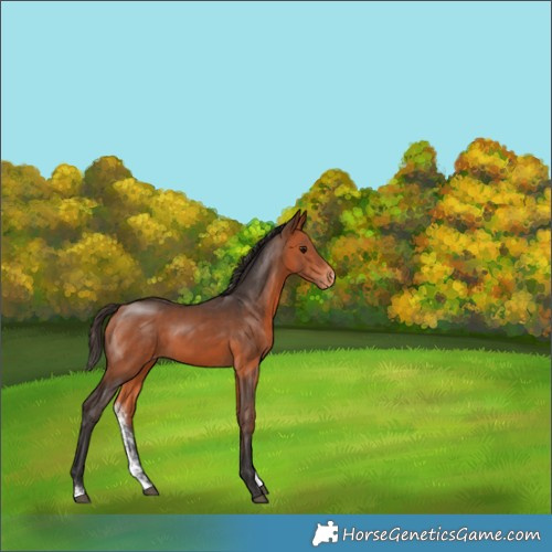 Horse Color:Bay Sabino Appaloosa Rabicano 