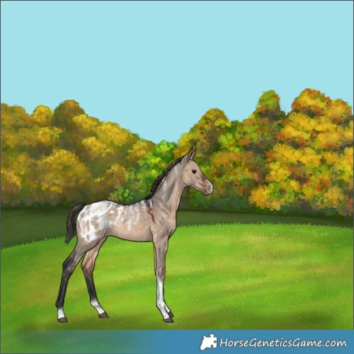 Horse Color:Powder White Brown Dun Tobiano Appaloosa Rabicano 