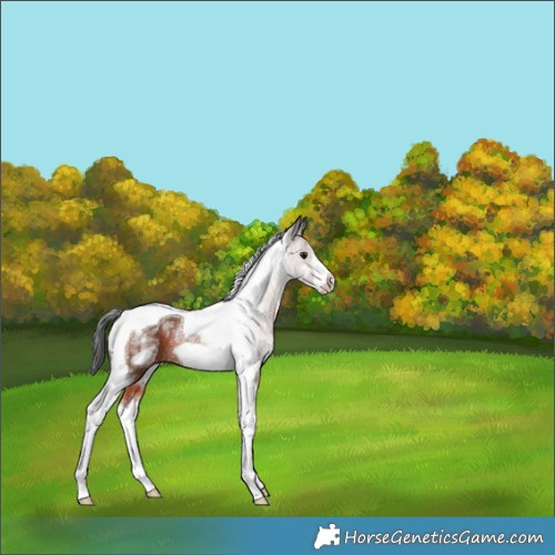 Horse Color:Powder White Brown Tobiano Frame Rabicano 